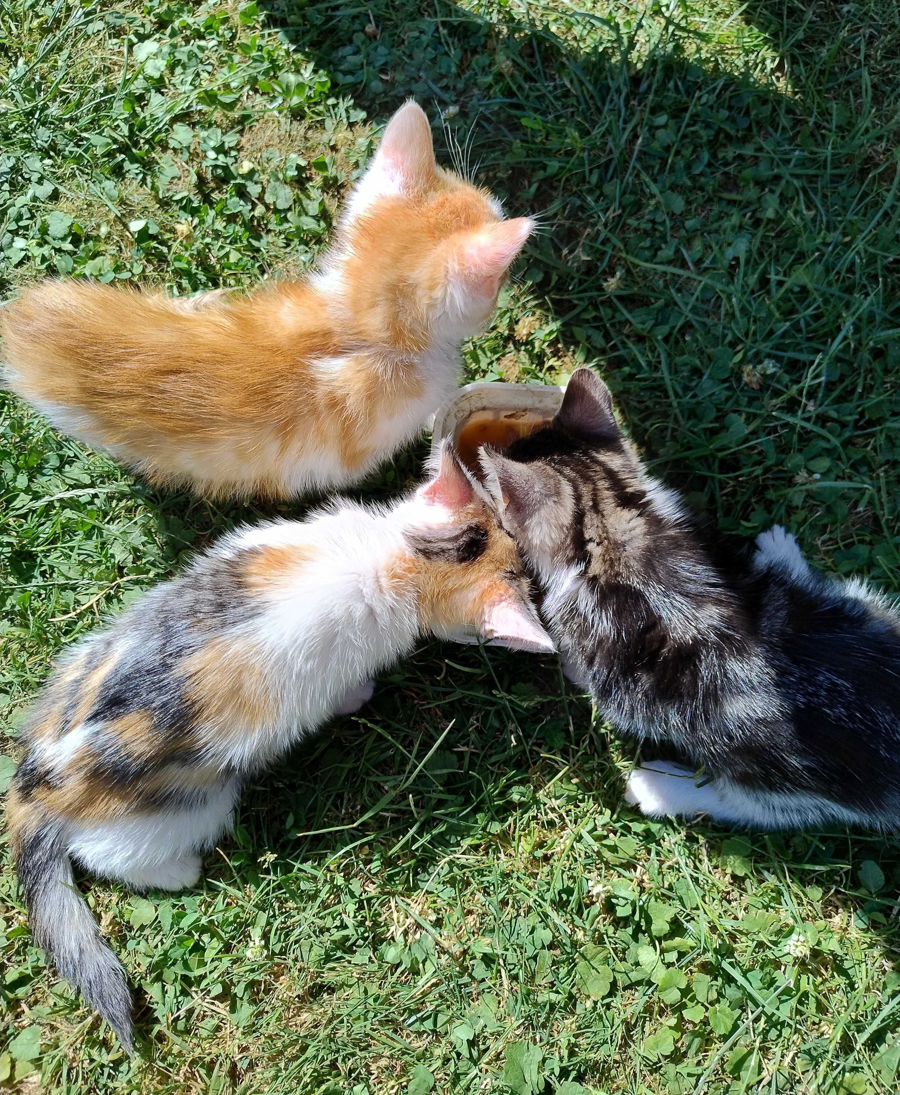 Oddam kotki w dobre ręce