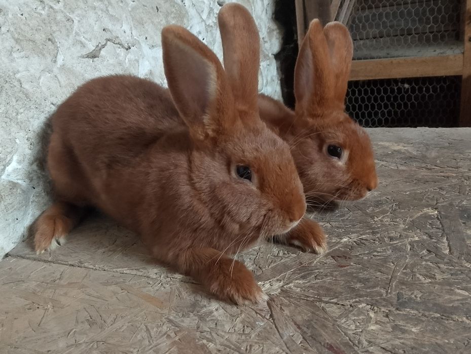 Króliki nowozelandzki czerwony