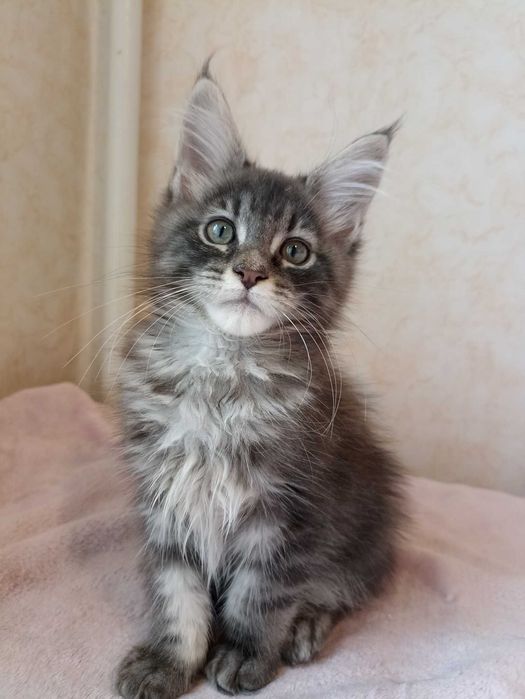 Мейн Кун мальчик