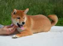 Uroczy samczyk Shiba Inu, metryka ZKwP,FCI