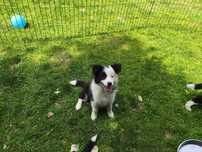 Border collie suczka