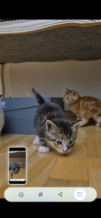 Kocięta do adopcji
