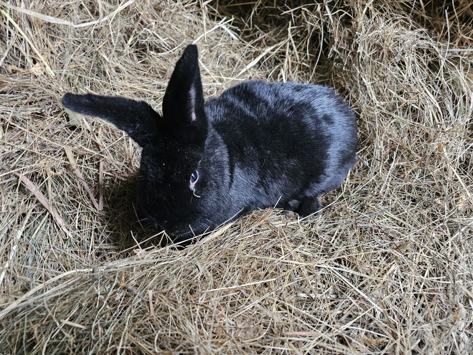 Kroliki srokacz z nowozelandzki
