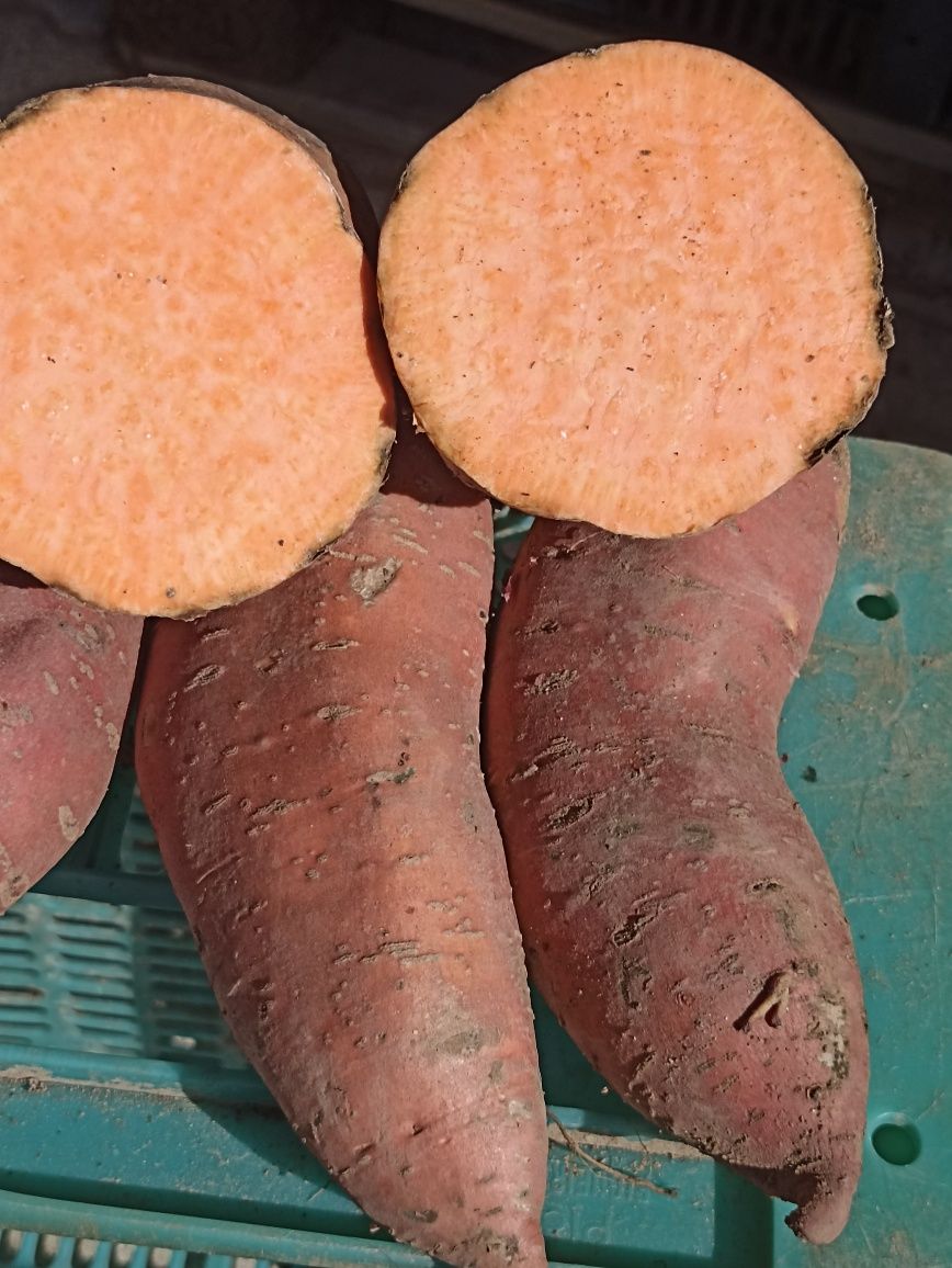 Batata doce roxa e laranja lugar da estrada