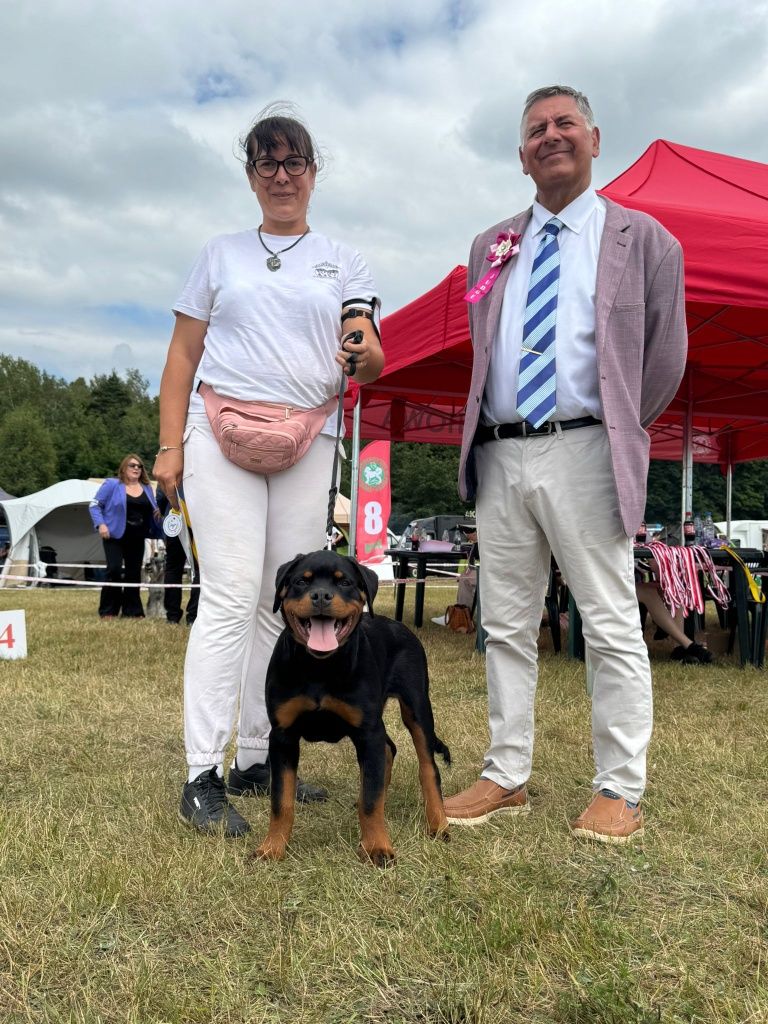 Rottweiler 4 miesiące pies FCI