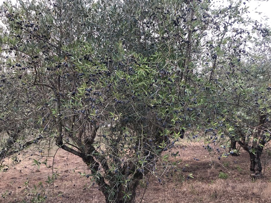 Vendo oliveiras galegas