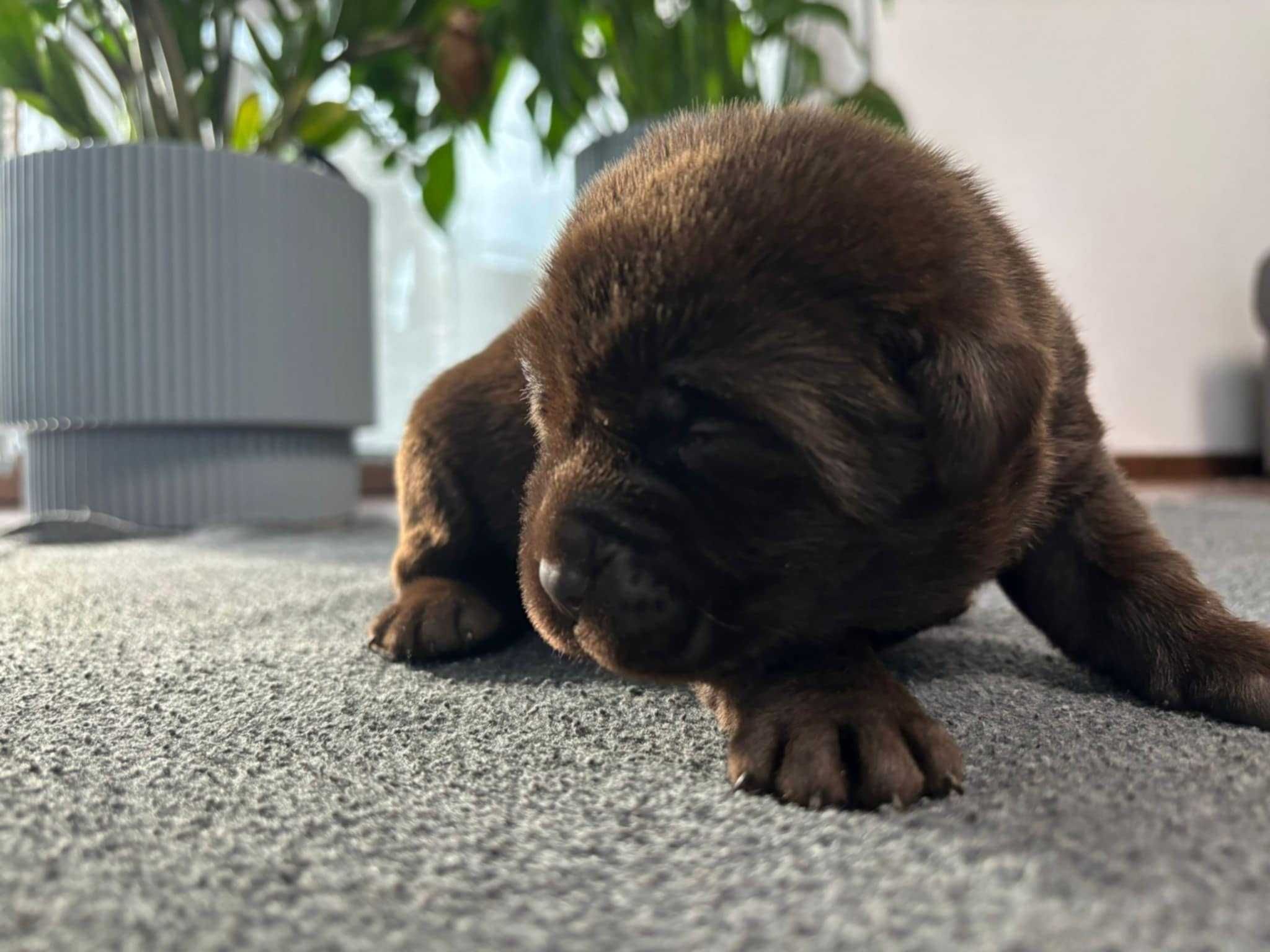 Piesek Labrador Retriever wybitne pochodzenie