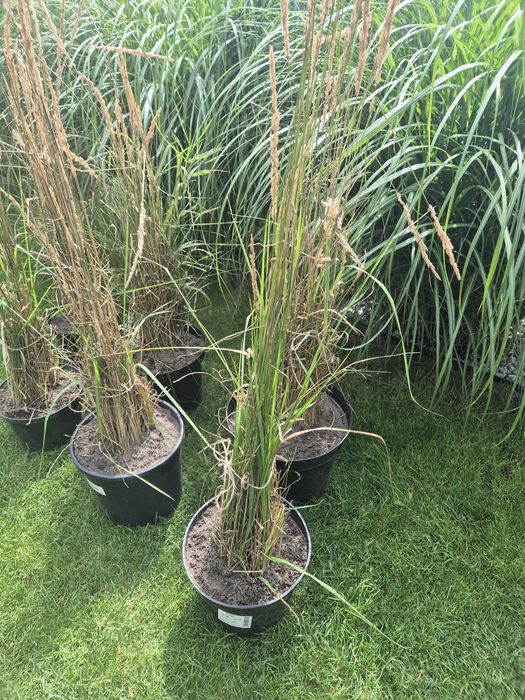Trawa ozdobna duża sadzonka trzcinnik ostrokwiatowy tylko odbiór