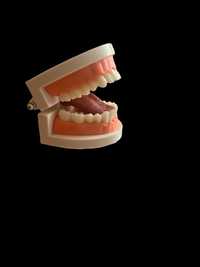 Model jamy ustnej z ruchomym językiem szczęka