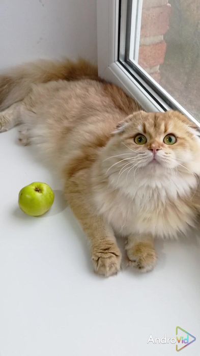 Чудесная девочка золотая шиншилла Хайленд