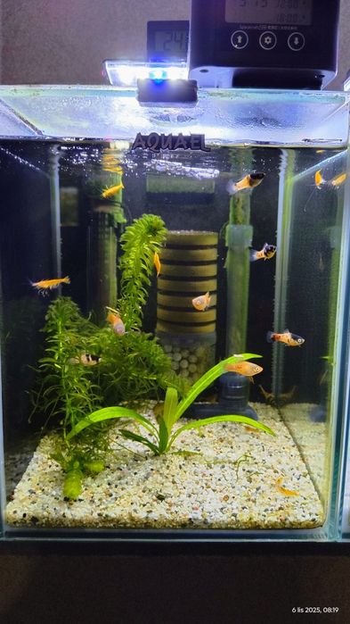 Platka młode rybki 8 sztuk