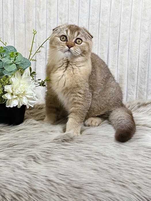 Клубне кошеня шоколадне тікіроване з документами