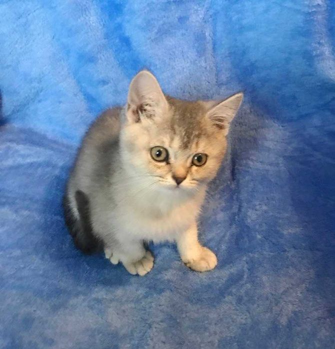 Очень умная чистокровная шотландская девочка тикированная шиншилла