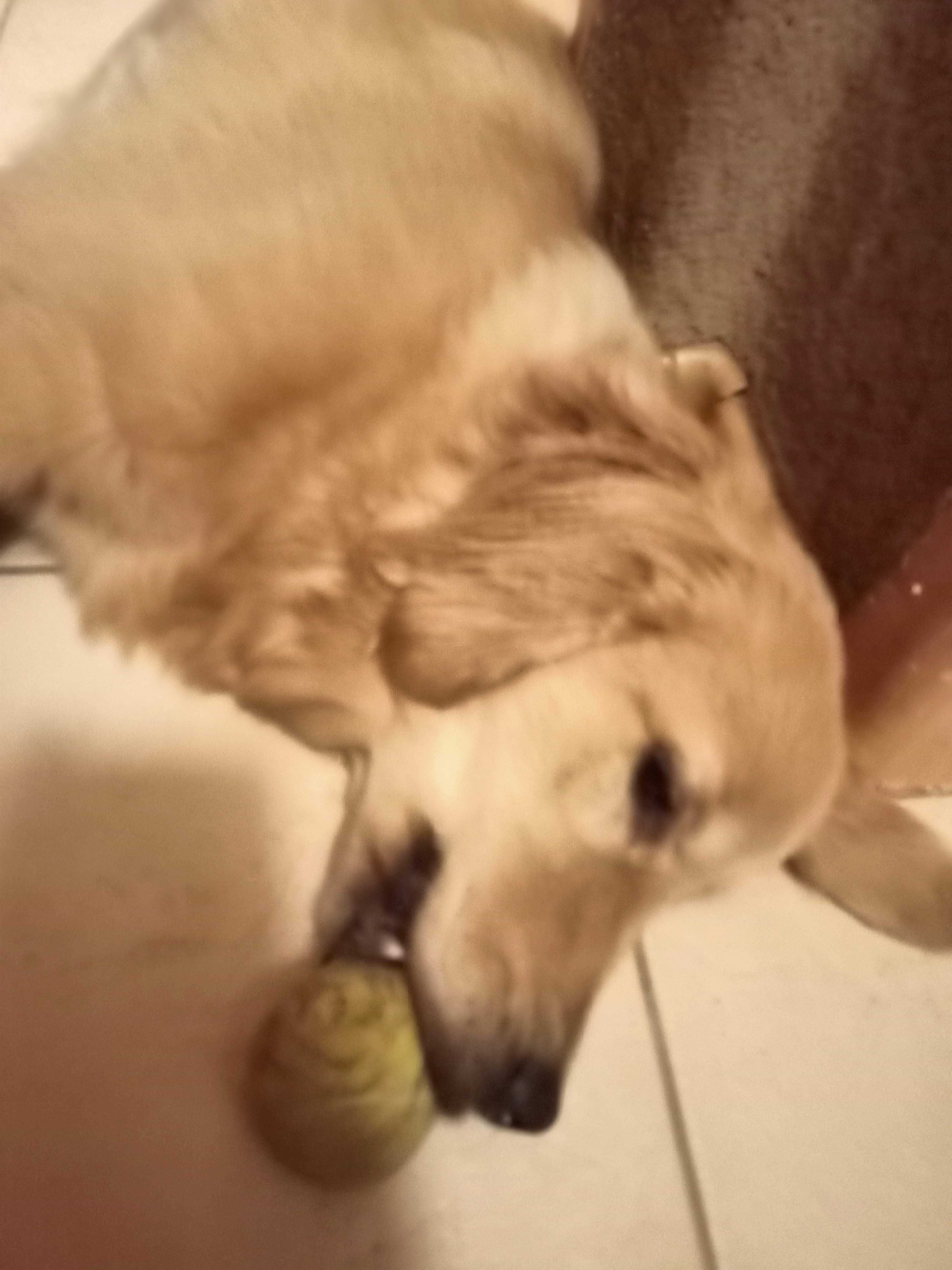 Golden retriever ZKwP- FCI piesek