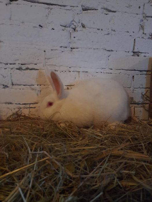 Króliki Wiedeńskie - białe