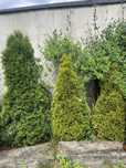 Thuja 140-160 cm