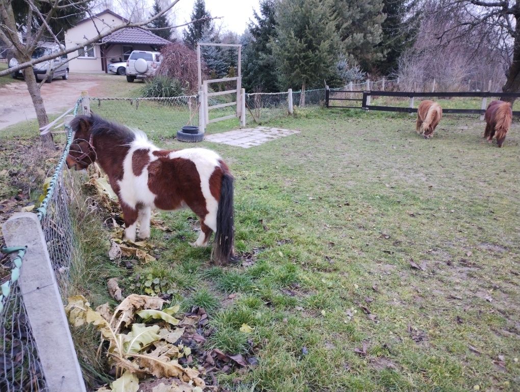 Sprzedam kucyki w typie szetlanda