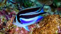 Genicanthus bellus . Ryba morska M . Akwarium morskie