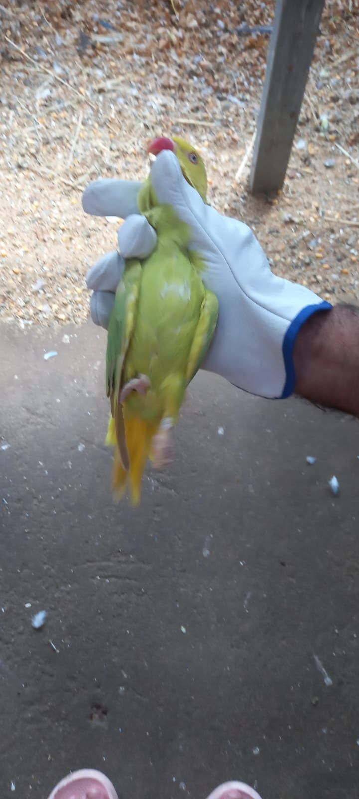 Vendo fêmea verde palida