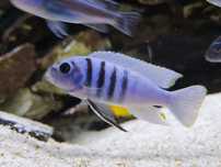 Cynotilapia Hara Galireya Reef MŁODE PO F2 5-6 cm