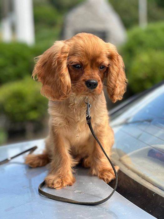 Хлоп'ятко ккчс ксу