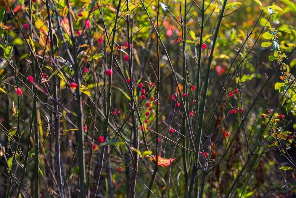 Trzmielina Pospolita (Euonymus Europaeus) wysokość 50-70 cm, donica 2l