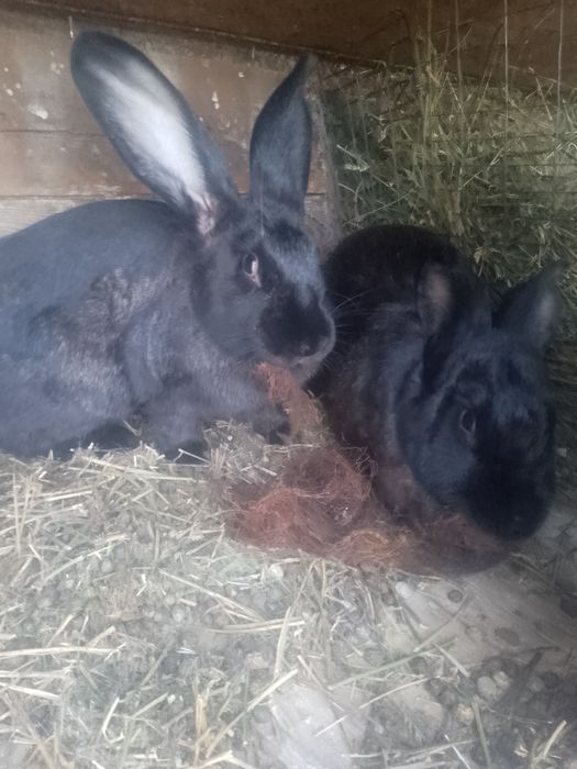 Продам кролицю фландр+шиншилла.