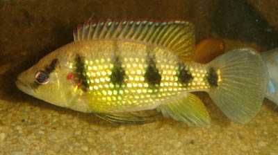 Hemichromis Elenogatus  pielęgnica  afrykańska czerwieniak 12cm