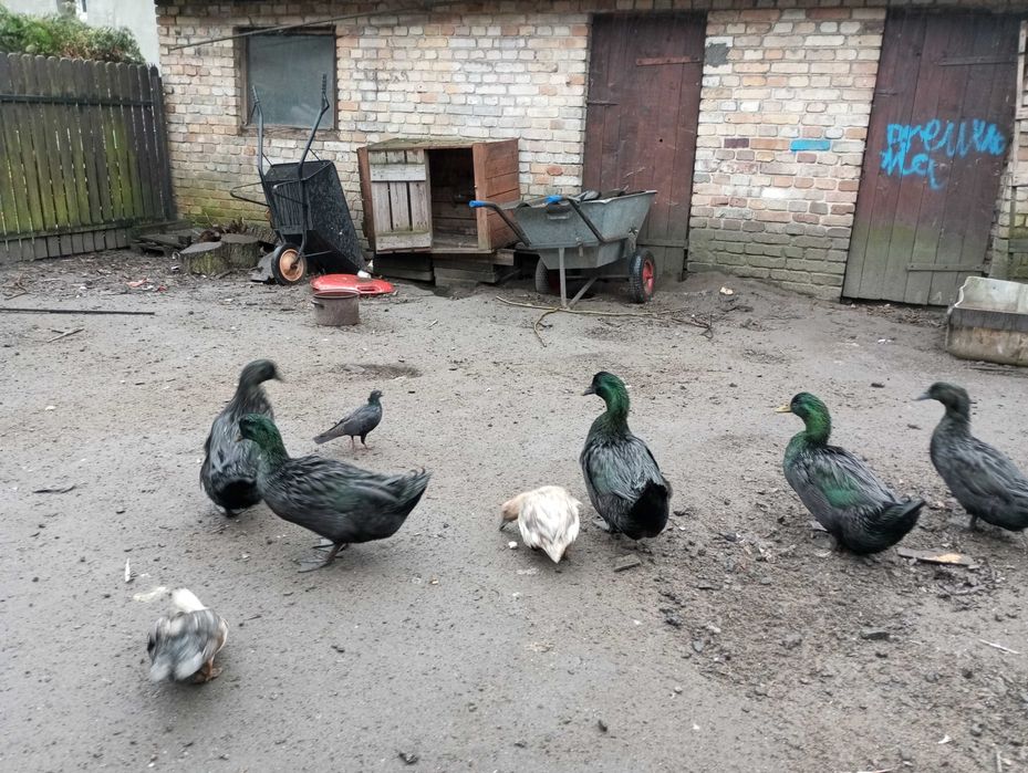 kaczki kajugi amerykańskie