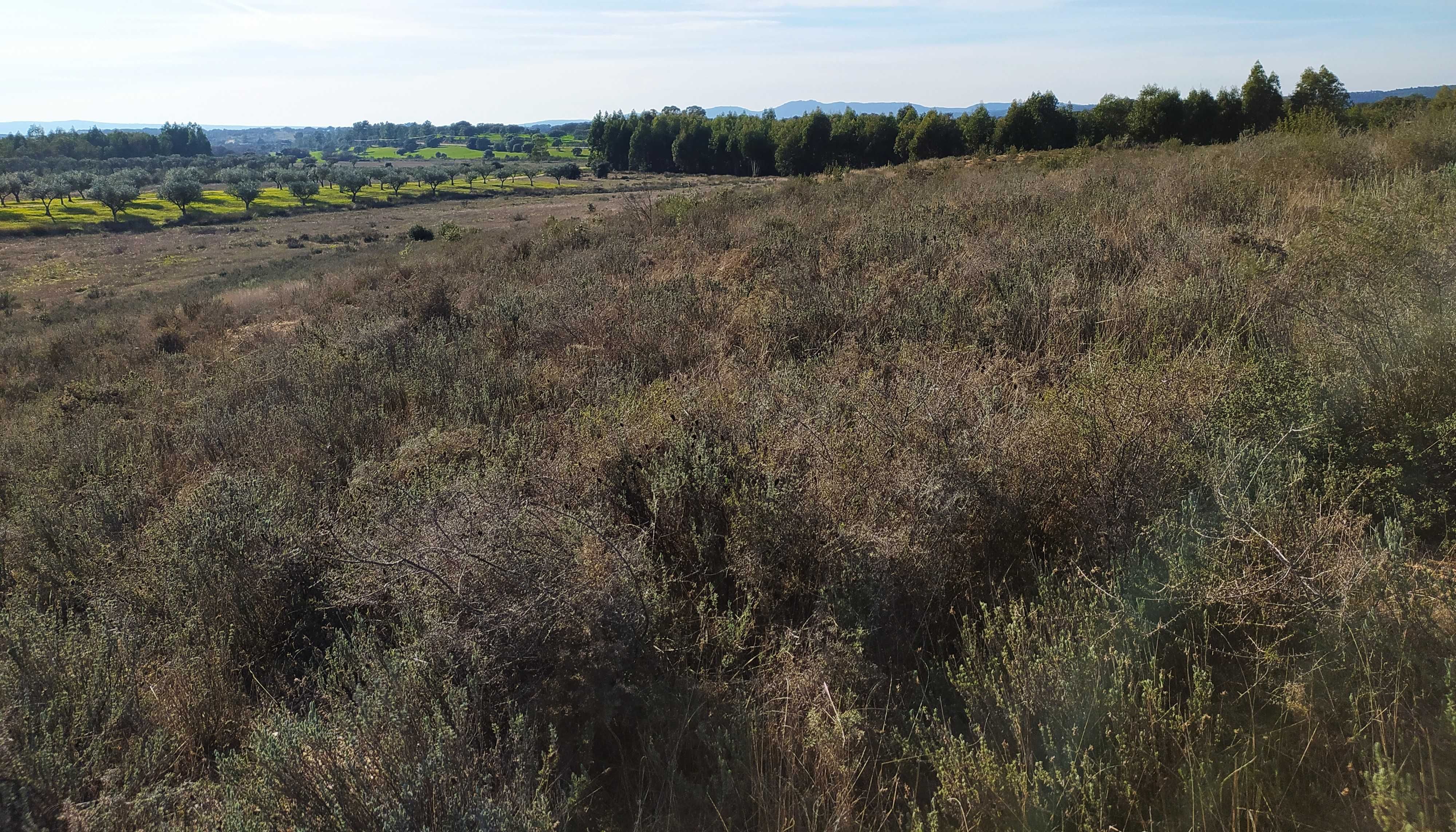 Terreno agrícola com 6ha