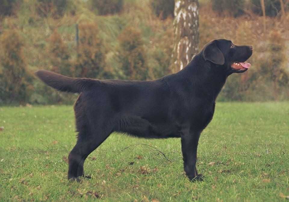 Labrador Retriever szczenie z rodowodem ZKwP, FCI Badania Genetyczne