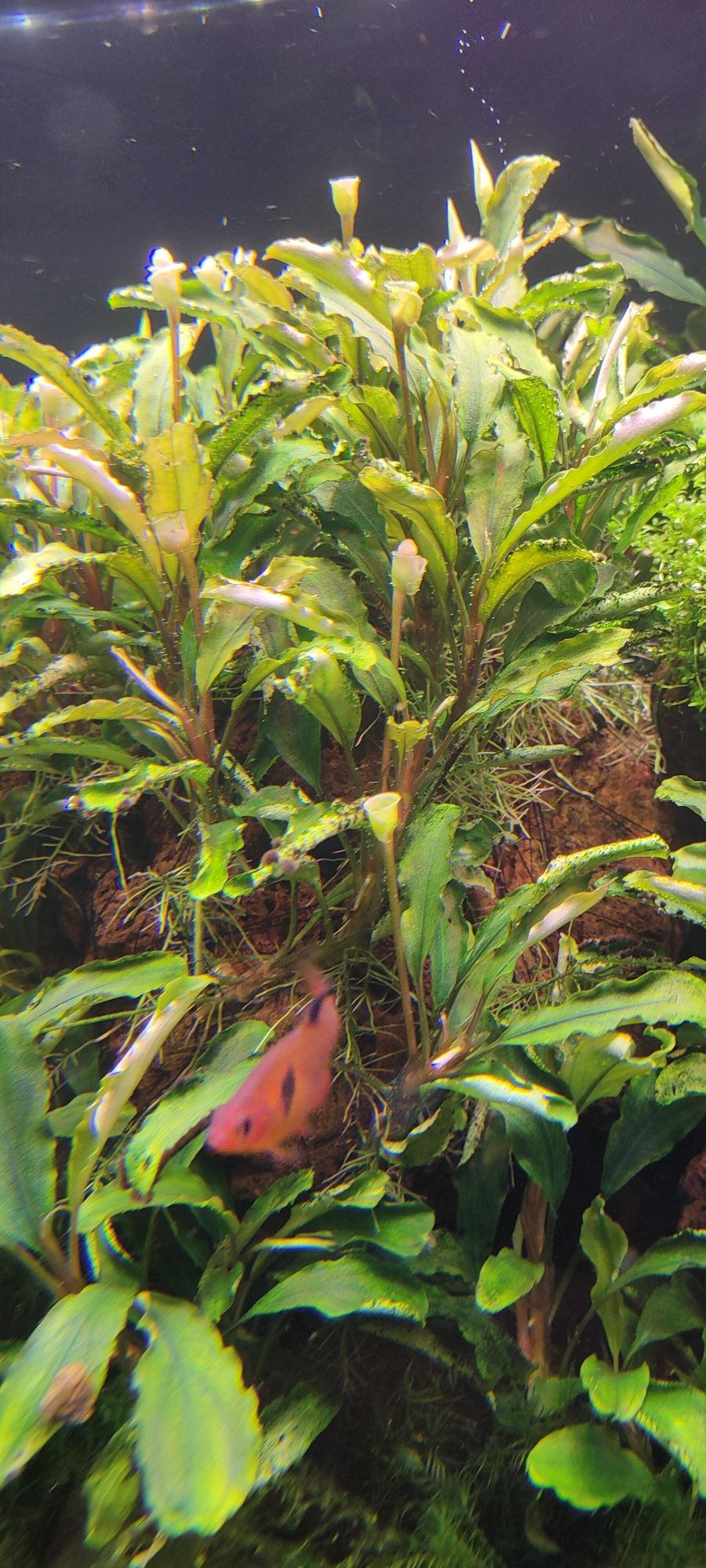 Bucephalandra Green