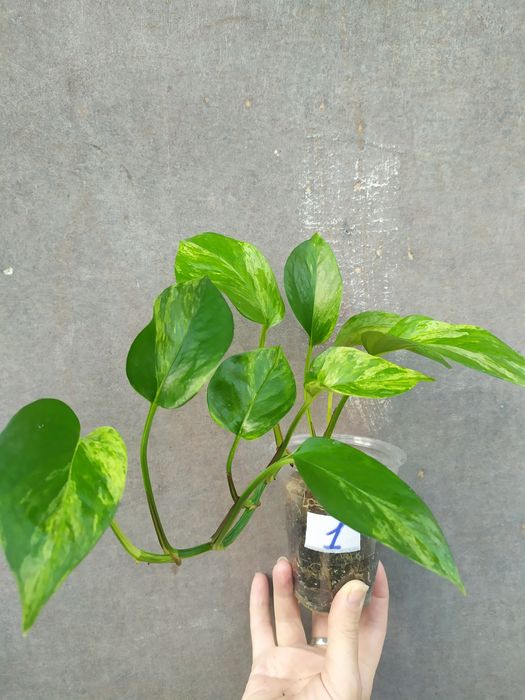 Эпипремнум марбл квин