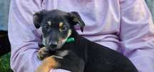 szczeniak do adopcji