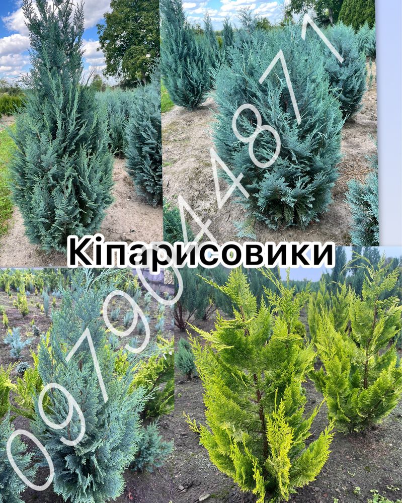 туя Смарагд  1.4 м -1.5 м ялівець,ялини,кіпариси