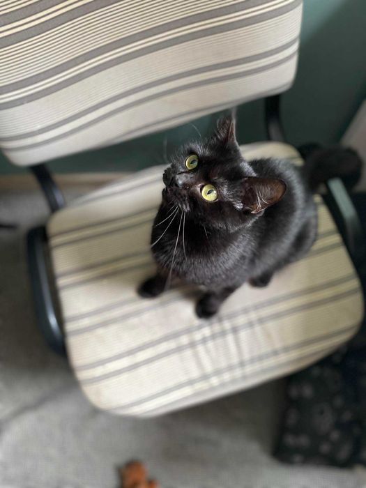 Dzidka szuka domu! Fundacja "Stawiamy na Łapy"