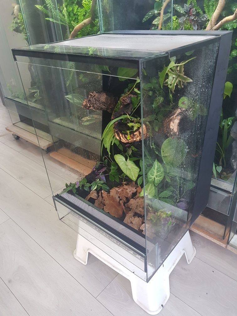 Terrarium tropikalne gekon