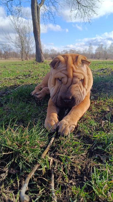 Отдам в хорошие руки девочку шарпея с документами чипирована