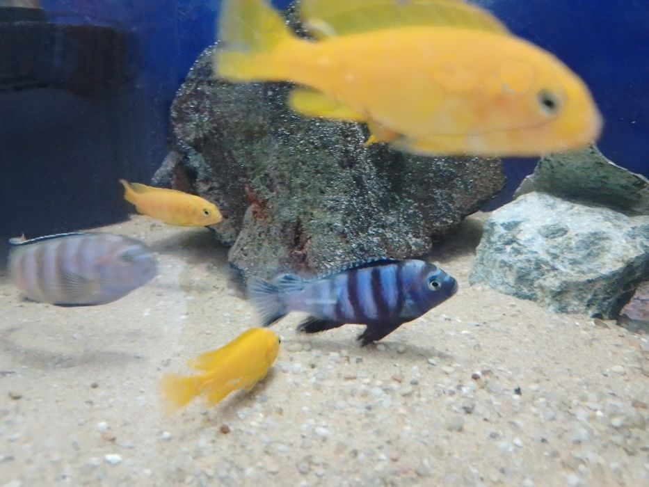 Chindongo Saulosi Taiwan Reef
