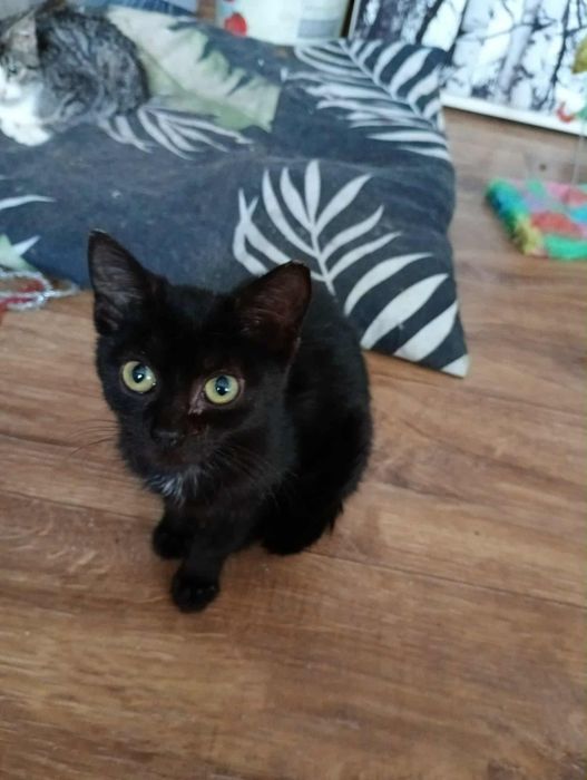 Czarnuszka szuka domku