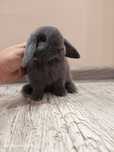 Mini lop, królik miniaturka, króliczek baranek, karzełek