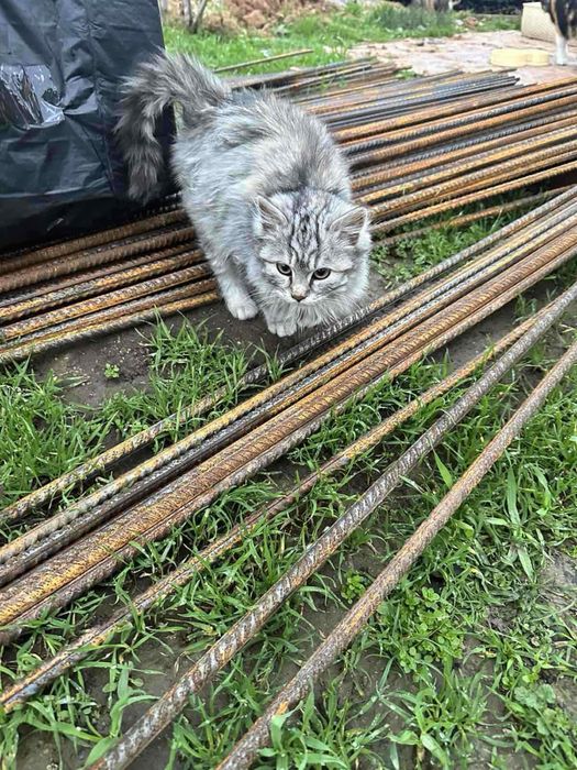 Спасите котенок 3 мес