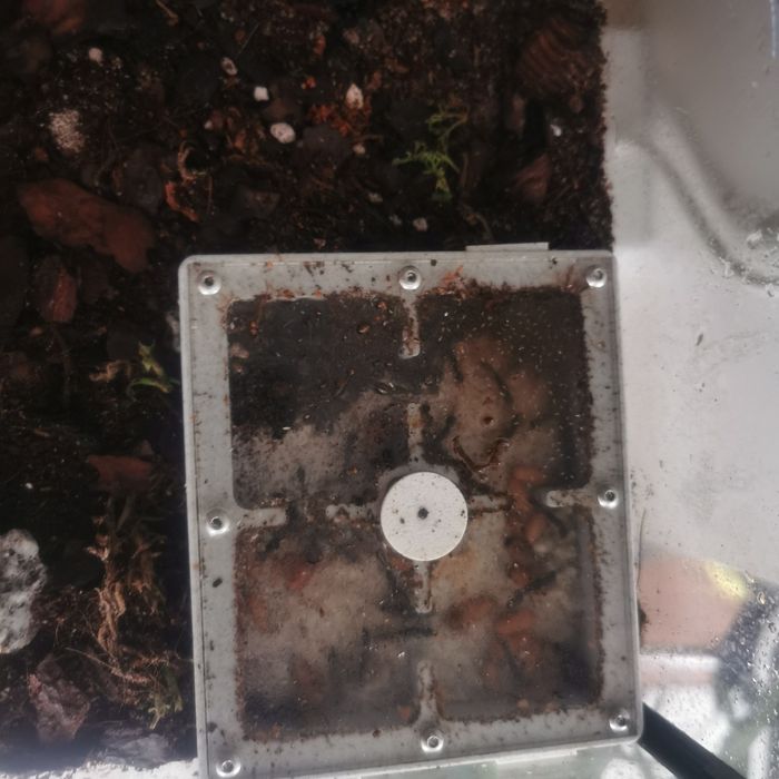 Biotop+herpagnathos venator