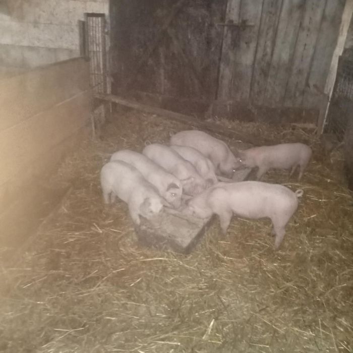 Sprzedam, prosięta, ładne zdrowe