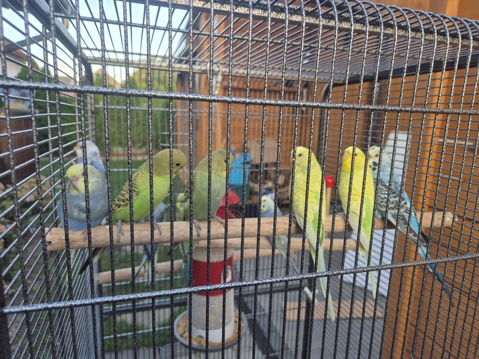 Młode Papugi Faliste