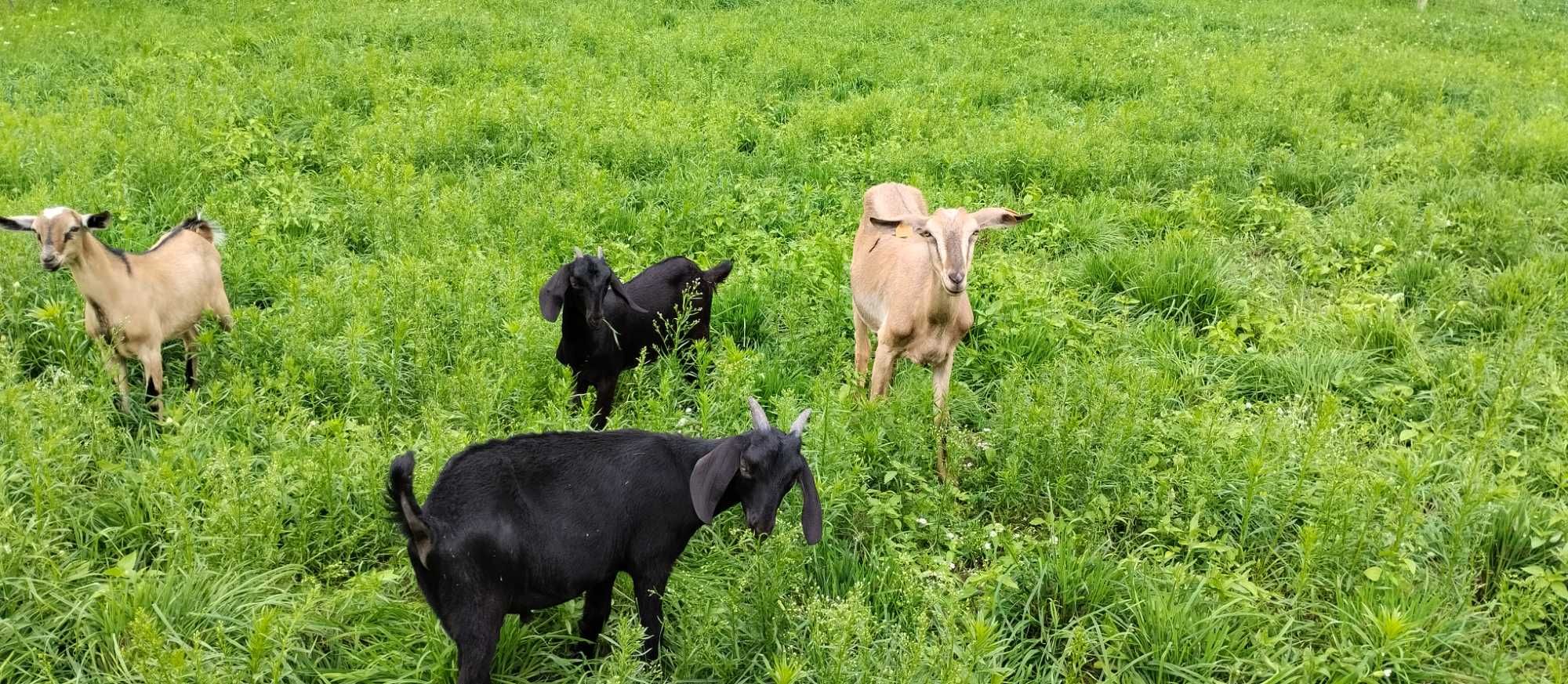 Sprzedam  kozy/kozła i młode koźlęta