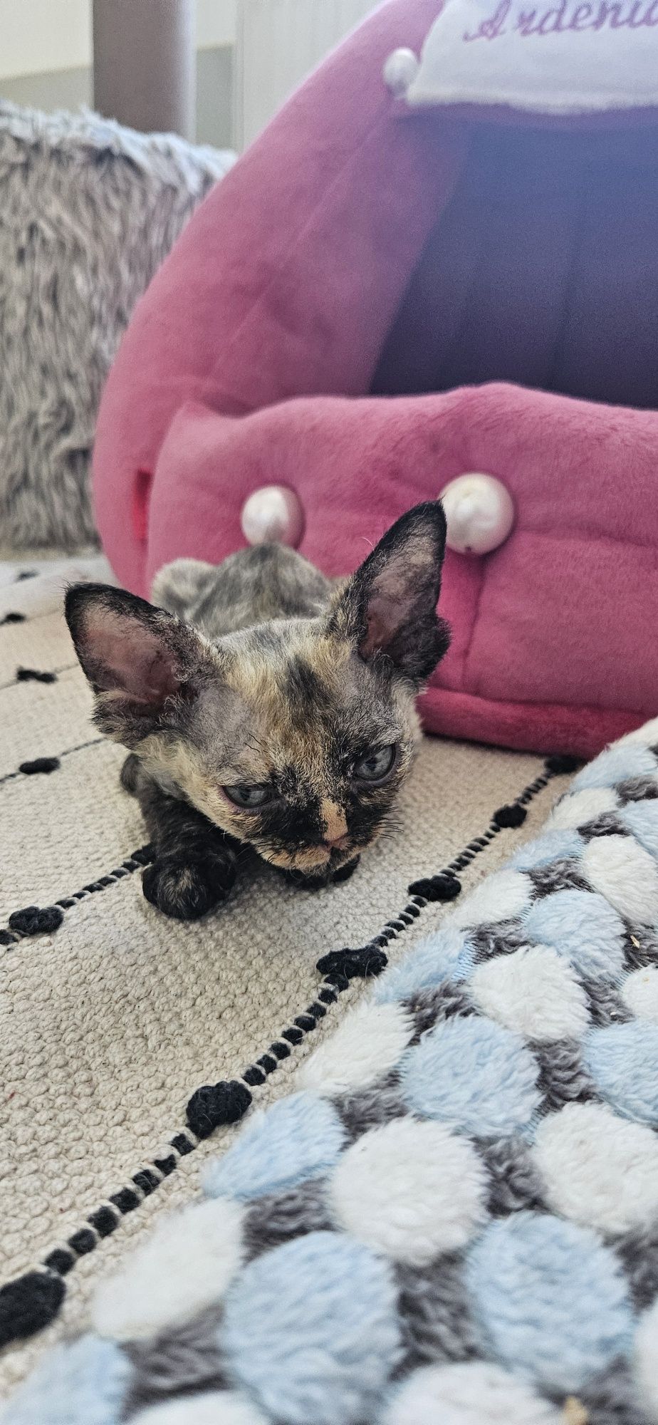 Koteczka Devon Rex