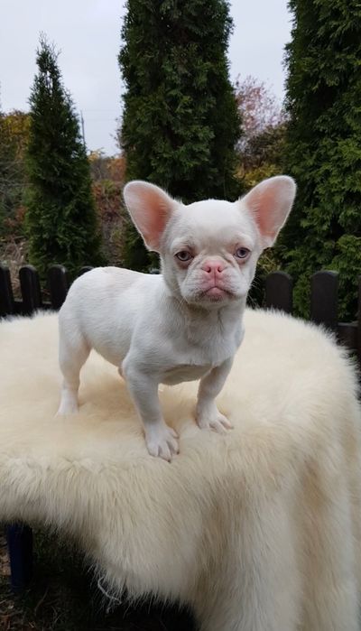 Французький бульдог пінк