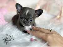 *** Toro *** sliczny niebieski chlopczyk chihuahua