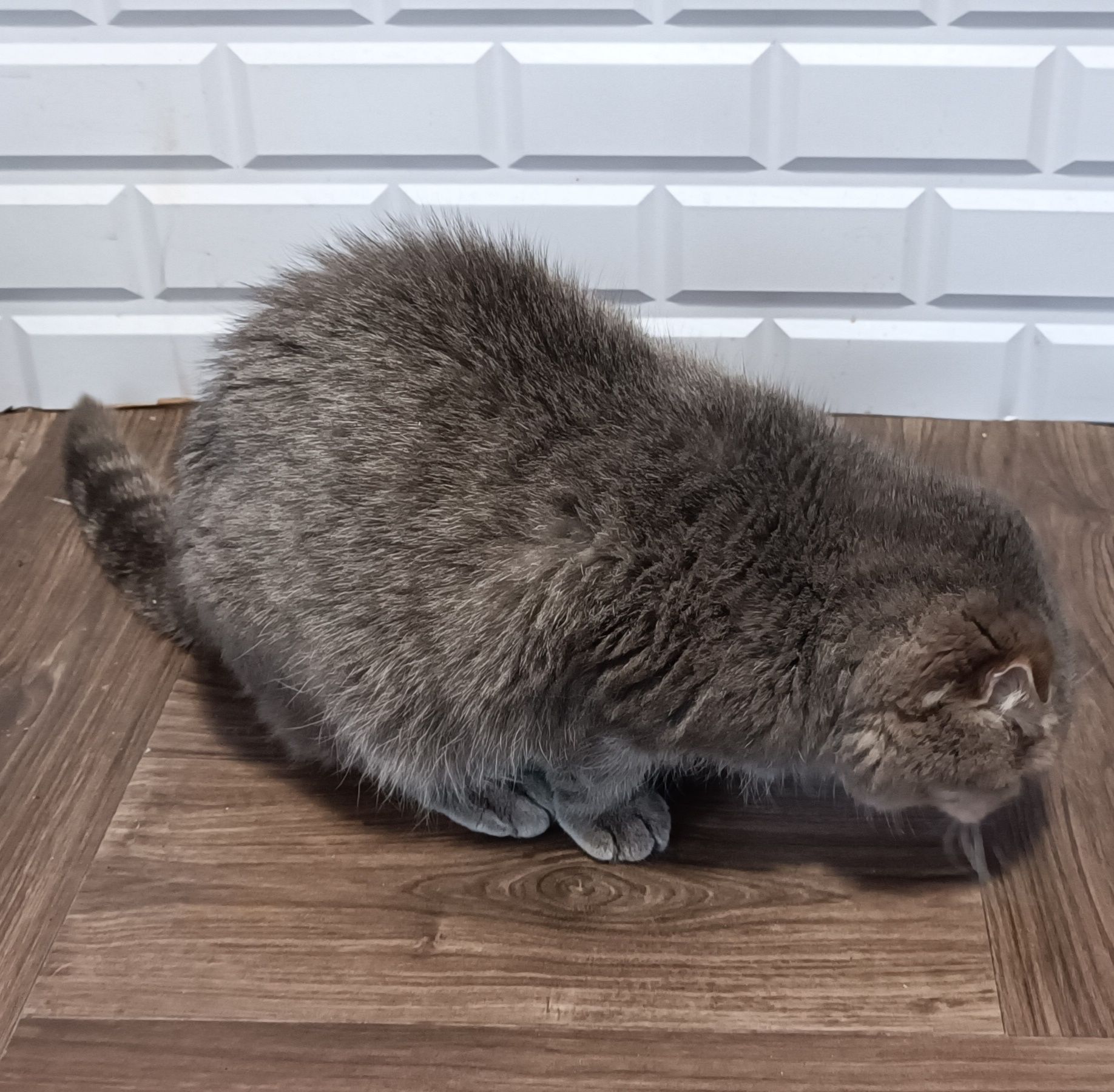 Бесплатно - кошка
